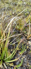 Carex hebetata