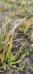 Carex hebetata