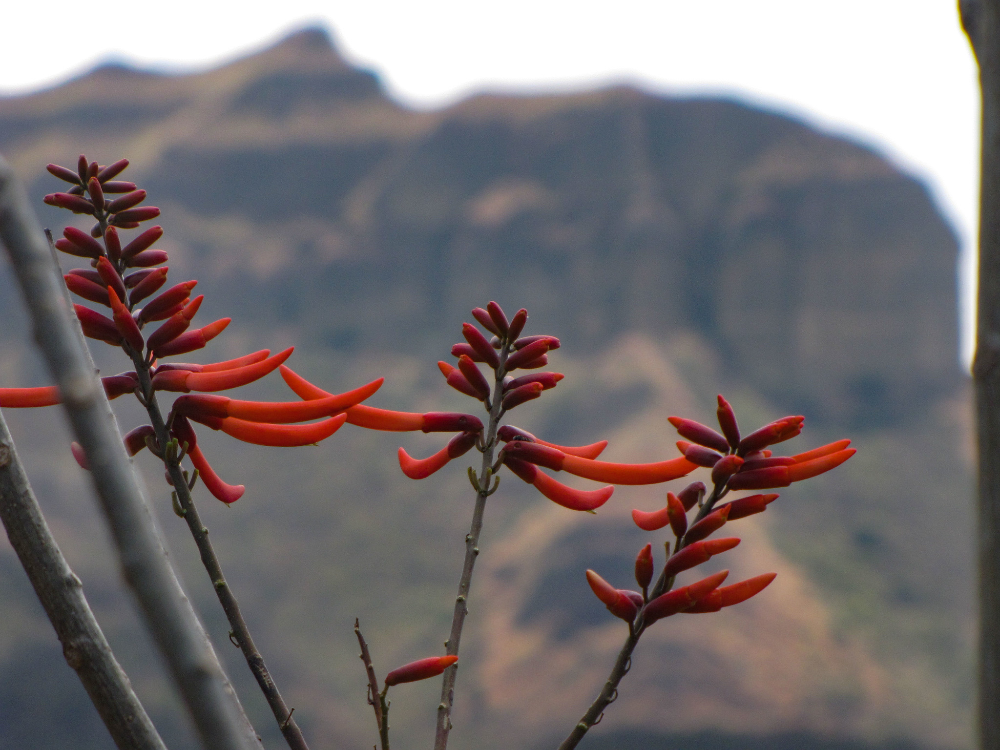 Erythrina image