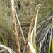 Carex laegaardii - Photo (c) Santiago Martín-Bravo, some rights reserved (CC BY), uploaded by Santiago Martín-Bravo