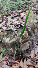 Selenicereus monacanthus