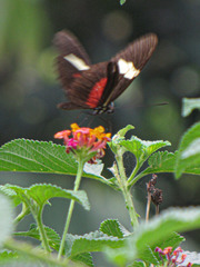 Heliconius himera