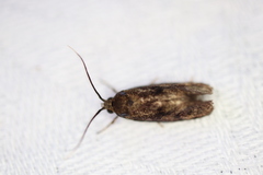 Pycnocera hypoxantha