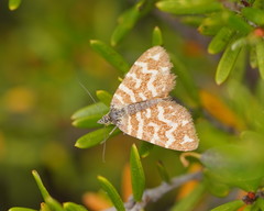 Chrysolarentia chrysocyma