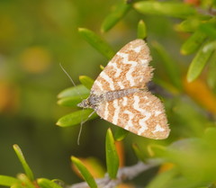 Chrysolarentia chrysocyma