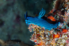 Tambja caeruleocirrus