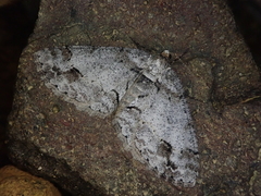 Paradarisa consonaria