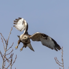 Buteo lagopus lagopus