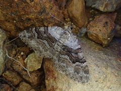 Xanthorhoe quadrifasiata