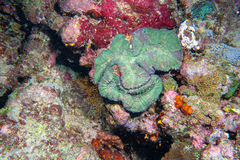 Lobophyllia vitiensis