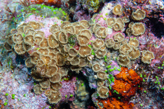 Palythoa heliodiscus