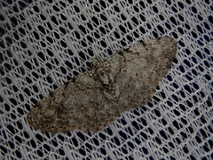 Myrioblephara nanaria