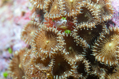 Palythoa heliodiscus