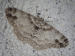 Paradarisa consonaria