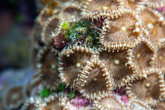 Palythoa heliodiscus