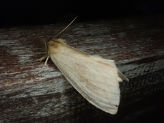 Torigea plumosa