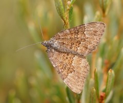 Chrysolarentia cataphaea