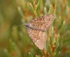 Chrysolarentia cataphaea