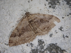 Rheumaptera neocervinalis