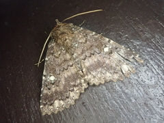 Hypersypnoides astrigera