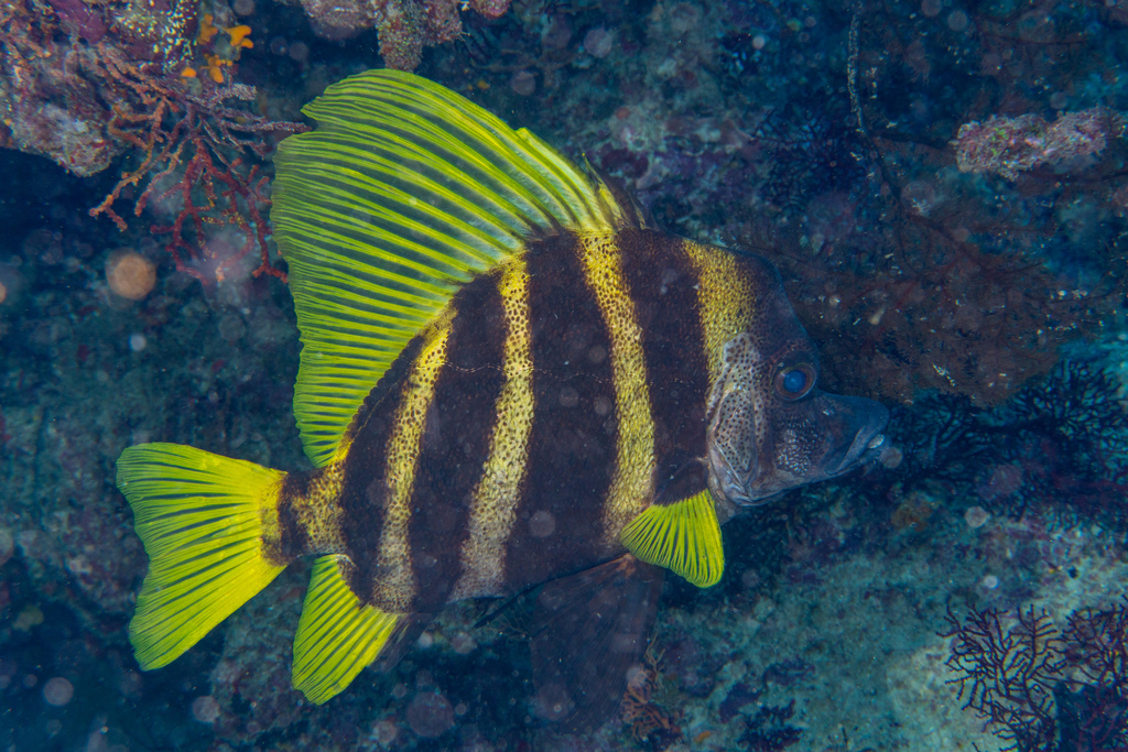 Japanese boarfish (Evistias acutirostris) — Pentacerotidae