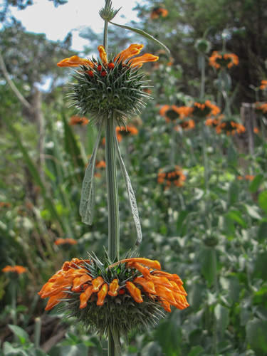 lion's ear