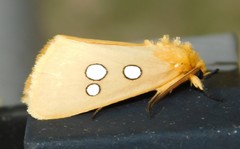 Rhanidophora cinctigutta