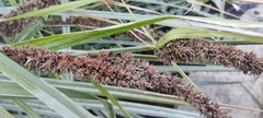 Fecundae