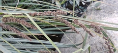 Fecundae