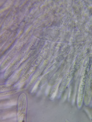 Dasyscyphella nivea image