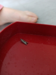Lepidoptera