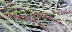 Fecundae