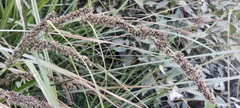 Fecundae