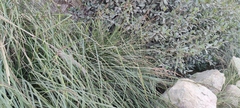 Fecundae