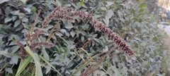 Fecundae