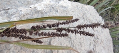 Fecundae