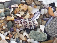 Maculotriton serriale