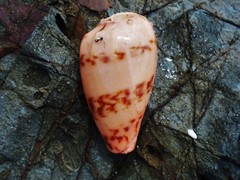 Amoria hunteri