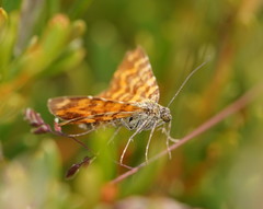 Chrysolarentia chrysocyma