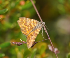 Chrysolarentia chrysocyma