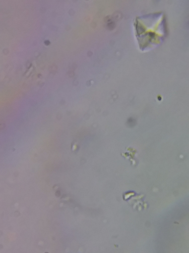 Dasyscyphella nivea image