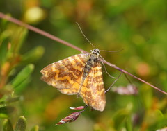 Chrysolarentia chrysocyma