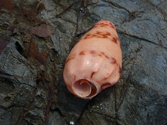Amoria hunteri
