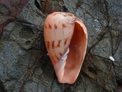 Amoria hunteri