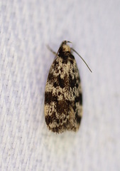Barea eucapnodes