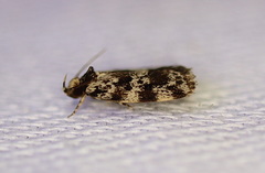 Barea eucapnodes