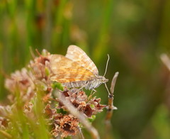 Chrysolarentia chrysocyma