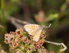 Chrysolarentia chrysocyma