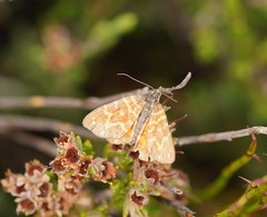Chrysolarentia chrysocyma