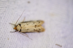 Philobota thiocrossa